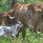 Leche en el trópico